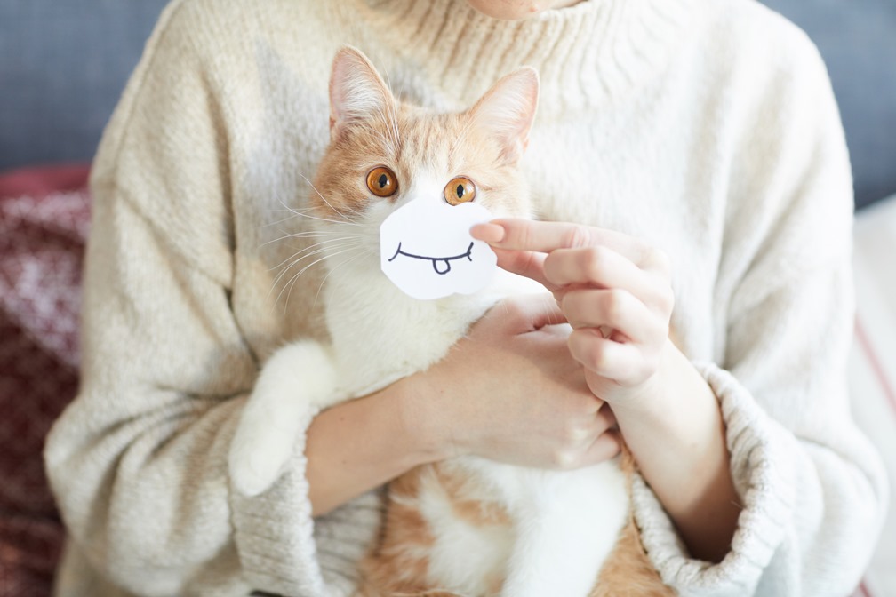 Close-up of domestic cute cat sitting on the woman's knees and woman holding paper with smile in front of its mouth